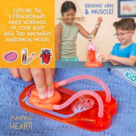 Wow in The World The Amazing Human Body Kit by Thames & Kosmos, Interactive Mechanical Anatomy Model with Pumping Heart, Lungs, Digestive Tract, Luminous Bones, Brain and More Science
