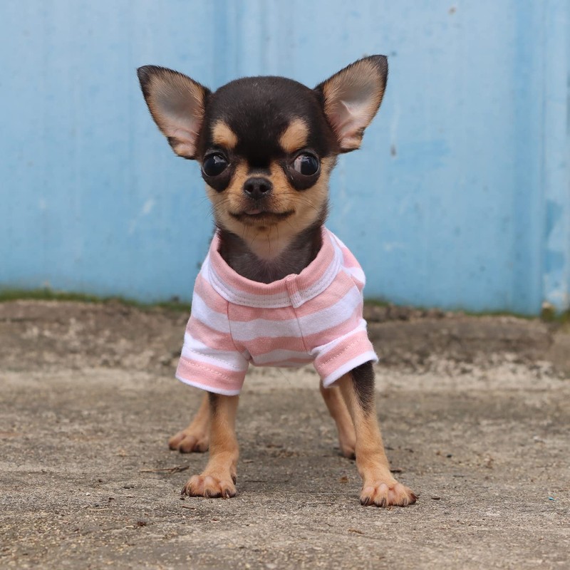 LOPHIPETS 100% Breathable Cotton Striped Dog Tee Shirt T-Shirt for