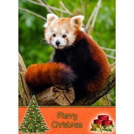 Red Panda Christmas Card 'Merry Christmas' - Special Xmas Card for Him Her Kids Male Female