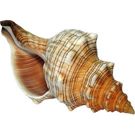 Kaltner Präsente Gift Idea - Natural Shell Fasciolaria Trapezium, Decorative Sea Snail (19-20)
