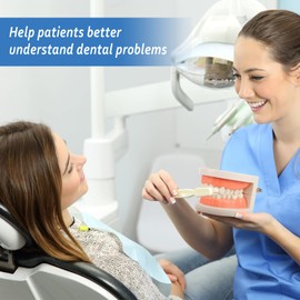 2 x Children's Teeth Model Dental Care Model Demonstration Tool Teeth Model Standard for Teaching, Dentist