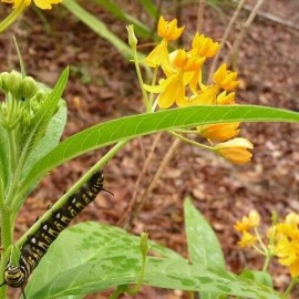 Sharons Florida Yellow Milkweed Seeds "Silky Gold" (Asclepias curassavica)  40 Seeds