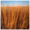 Everwilde Farms - 1 Lb Big Bluestem Native Grass Seeds