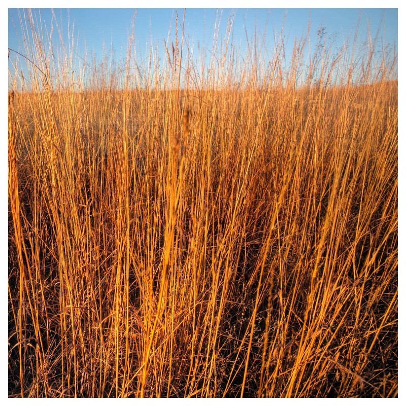 Everwilde Farms - 1 Lb Big Bluestem Native Grass Seeds