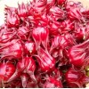 Seed-Top 50 Roselle Seeds Jamaican Sorrel Seeds Florida Cranberry Hibiscus