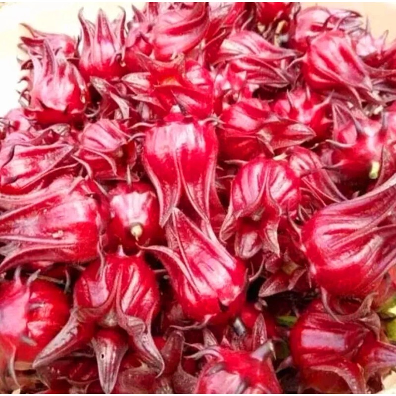 Seed-Top 50 Roselle Seeds Jamaican Sorrel Seeds Florida Cranberry Hibiscus