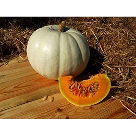 NIKA SEEDS - Vegetable Pumpkin Gray (Cucurbita Maxima) - 10 Seeds