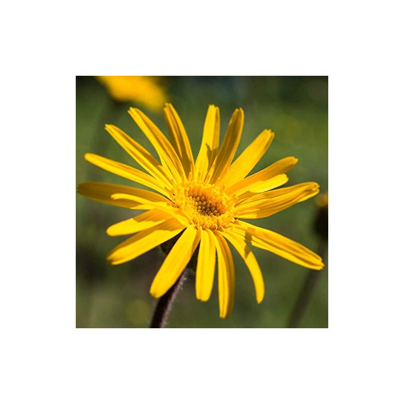 Weleda Arnica Bumps & Bruises Skin Salve, 25 g