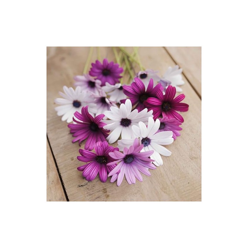 Eden Brothers Cape Daisy Seeds - Ballade Mix