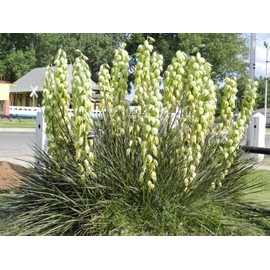 20 SEEDS Banana yucca - DROUGHT TOLERANT,Edible Fruits,Yucca baccata !