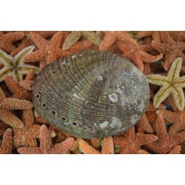 Green Abalone Sea Shell One Side Polished Beach Craft 3" - 4" (1 pc) #JC-015