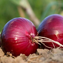 Southeast Seeds Red Creole Onion Seeds, NON-GMO, Short Day, Variety Sizes, FREE SHIPPING - 1000 Seeds or 1/8 OZ