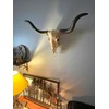 Long Horn Cow Skull Wall Hanging Longhorn Steer