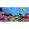 Renaiss 3 x 1.5 m Under the Sea Background Aquarium