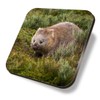 1 x Square Coaster - Bare Nosed Wombat Cute Wildlife