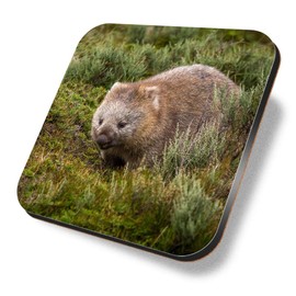 1 x Square Coaster - Bare Nosed Wombat Cute Wildlife Cork Backed MDF Glossy Tea Coffee Accessory #50191