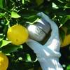 Shiseido WASO YUZU-C beauty sleeping mask 50 ml