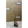 Live Plant Scarlet Surprise (Bill's Red Flesh) grafted, roots wrapped