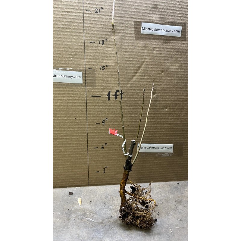 Live Plant Scarlet Surprise (Bill's Red Flesh) grafted, roots wrapped