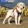 MESVIER Arnés para Perro Chico Mediano Grande con Correa 1.5m,