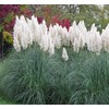 Outsidepride White Ornamental Pampas Grass Plant Seeds - 1000 Seeds