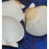 Shorely Yours WHITE FLORIDA SCALLOPS,beach decor,wedding decor,beachc art,gifts SS-71 -