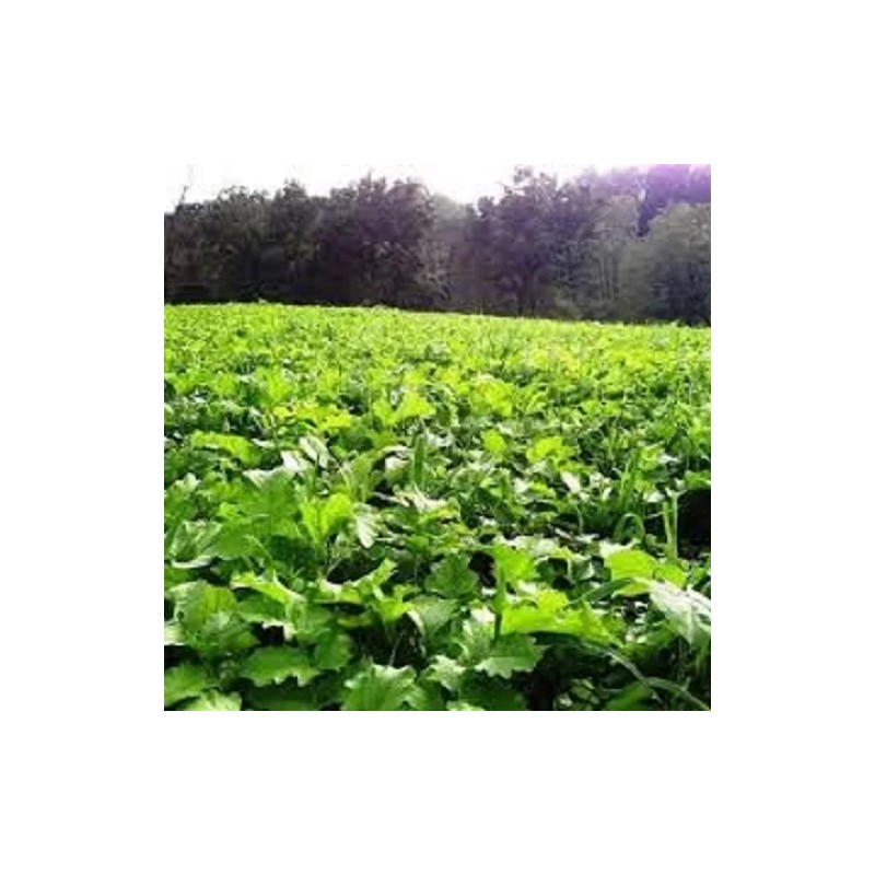 Feeders Outdoors 5 Lbs Deer Hunter's FALL DEER FOOD PLOT