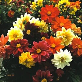 Hazzard's Seeds Dahlia Figaro Mix   1,000 seeds
