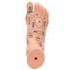 2pcs 19cm / 7.5in Feet Acupoint Model Acupuncture Teaching Aids