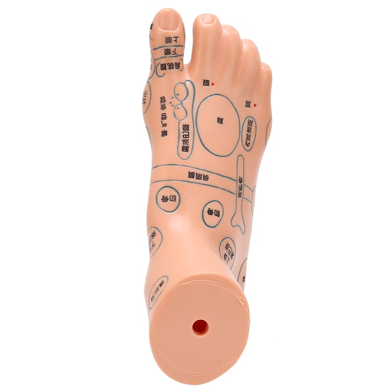 2pcs 19cm / 7.5in Feet Acupoint Model Acupuncture Teaching Aids