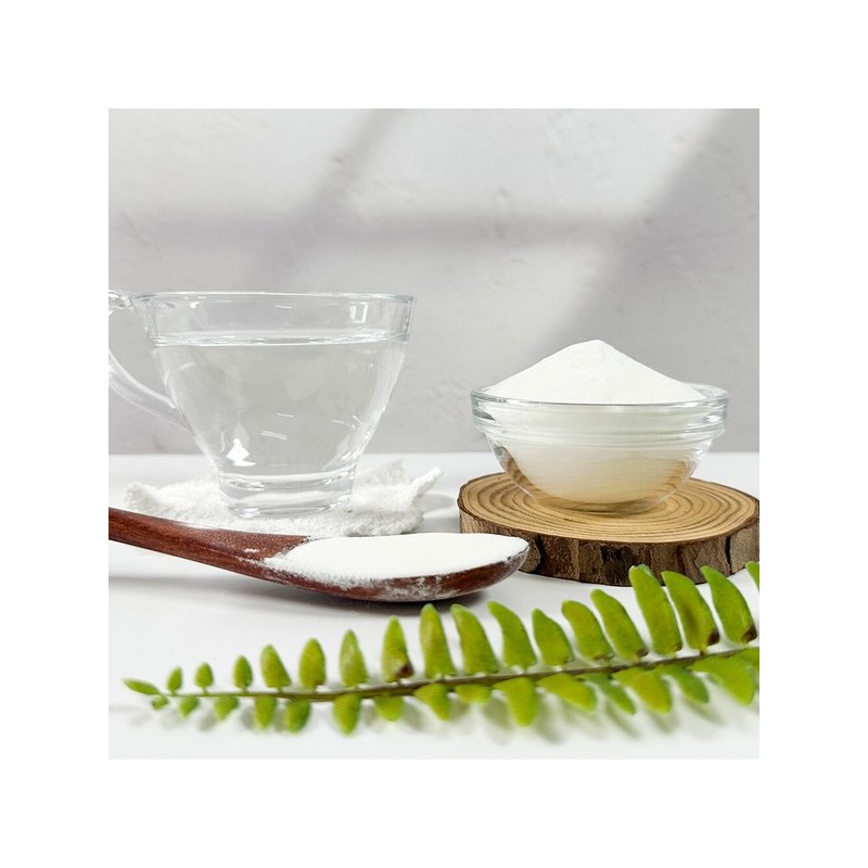 O-Herb 대용량 치커리 뿌리 추출물 가루 분말 500g 치커리가루 Large