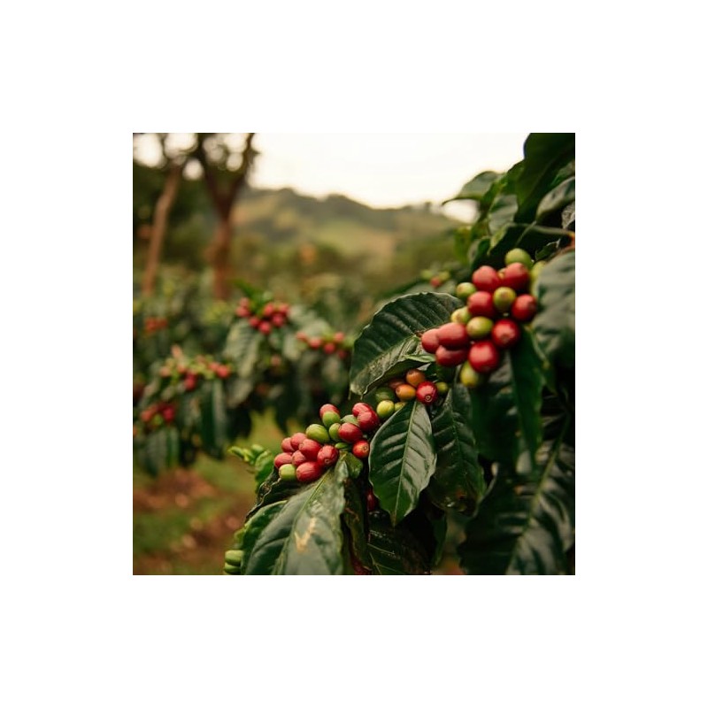 Coffee Bean Direct Unroasted Colombian Supremo, 5 Pound (Pack of