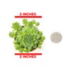 Sempervivum Succulents Plants Live Indoor Plants (3PK), Sempervivum Plants Live