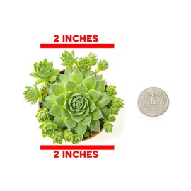 Sempervivum Succulents Plants Live Indoor Plants (3PK), Sempervivum Plants Live Houseplants, Hen and Chicks Live Plants Indoor House Plants, Rosette Succulent Plants in Plant Pots by Plants for Pets