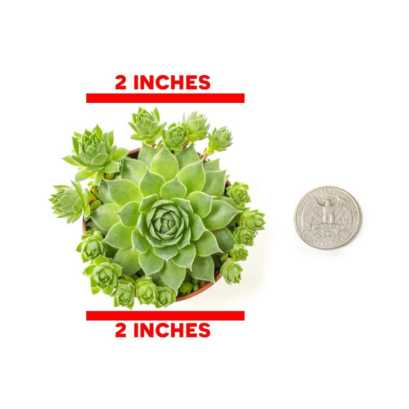 Sempervivum Succulents Plants Live Indoor Plants (3PK), Sempervivum Plants Live