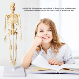 Human Skeleton Model for Anatomy, Medical Human Skeleton Model with Nervous System 13.6 in with Stand for Medical Study and Display, School Education
