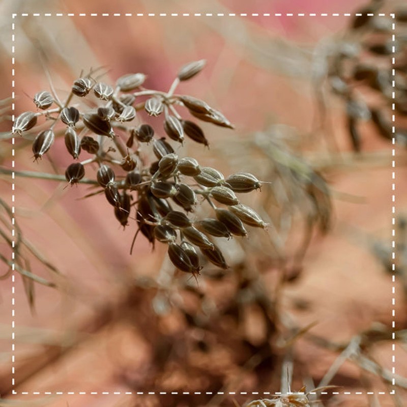 Cumin organic whole 250g - spice - Packed and controlled