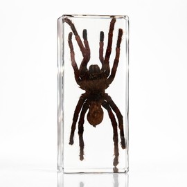 Taxidermy Spider, Real Spider Specimens Animal Specimen in Resin for Science Classroom Science Education, Great Gift for Fans of Taxidermy, Animal Skull, Oddities, Biology