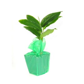 Hawaiian Red Ginger Plants - 1 PK 6-10 Inch Tall Potted in 2 inch Pots (Alpinia purpurata)
