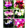 Fuchsia Flower Seeds Perennial Home Plant Bonsai 100 Pcs Seeds