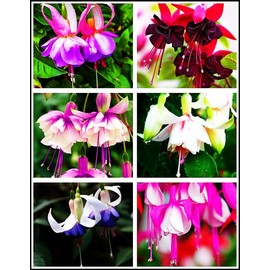 Fuchsia Flower Seeds Perennial Home Plant Bonsai 100 Pcs Seeds