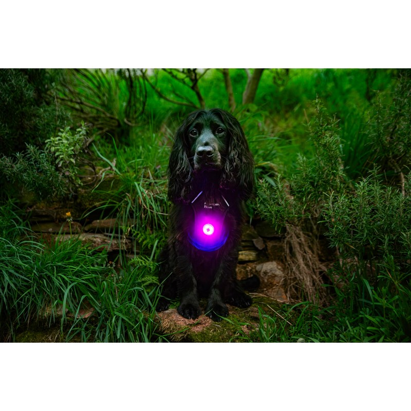 Mountain Paws Dog Collar Safety Light, 4 Colour Modes &