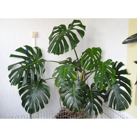 2 Pack Monstera deliciosa 'Swiss Cheese Plant' Split Leaf Size Live Plants Edible Fruits Tropical Houseplant or Outdoors