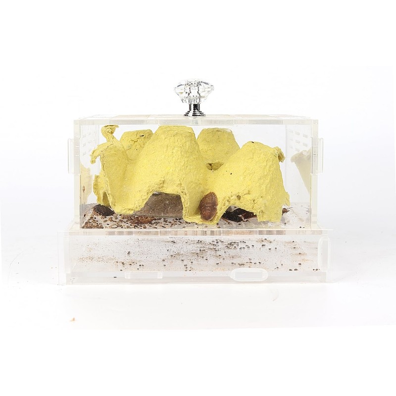 WOLEDOE Acrylic Superworms Keeper, Mealworms Container fit Dubia Roach -