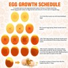 Egg Tester Cool LED Light Egg Candler Chicken Flashlight Candeling