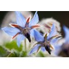 Fresh Borage Flower Seeds 75+ (Borago Officinalis) | A Medicinal