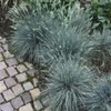 5000 Blue Fescue Fesnea Glauca Ornamental Grass Seeds