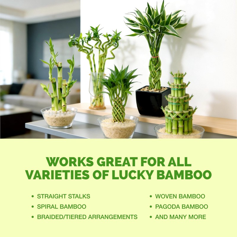 Lucky Bamboo Fertilizer – Liquid Plant Food for Greener Stalks,