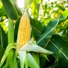 Golden X Bantom Corn Seeds, 50 Heirloom Seeds Per Packet,