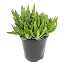 Succulents Plants Live Indoor Plants, Aloe Nobilis Plants Live Houseplants, Live Succulents Live Plants Indoor Succulent Plants, Indoor Plant Real Succulents Plants House Plants by Plants for Pets